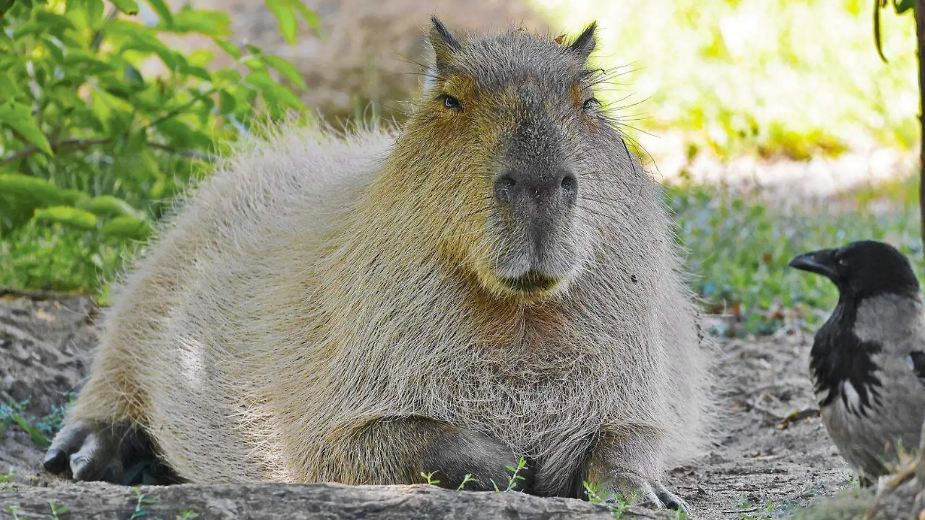 El capybara